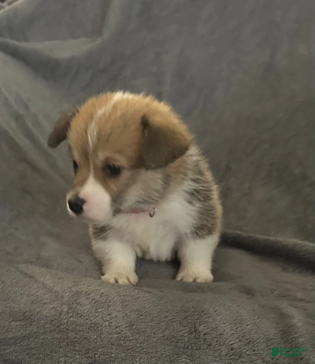 Welsh Corgi Pembroke dogs for sale: Welsh Corgi Pembroke Puppy 2 - Ad 1