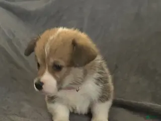 Welsh Corgi Pembroke dogs Welsh Corgi Pembroke Puppy 2 - Ad 32