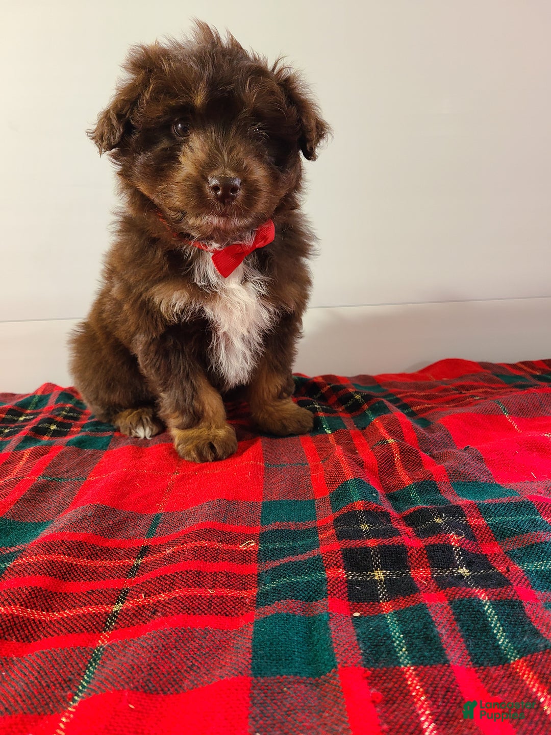 Aussiedoodle dogs for sale: Buddy - Ad 5