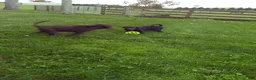 Labrador Retriever dogs for sale: Lily - Ad 3