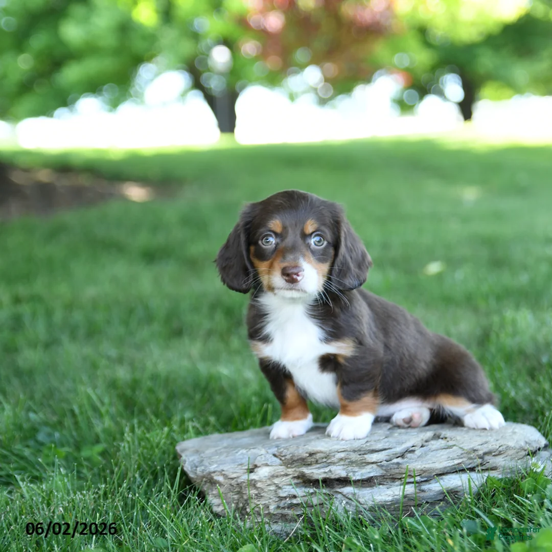 Miniature Dachshund dogs for sale: Starburst - Ad 2