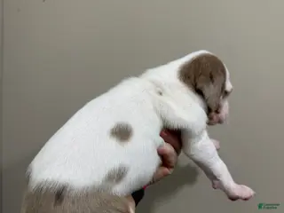 Catahoula Leopard Dog dogs for sale: DM Girl #1 - Ad 4