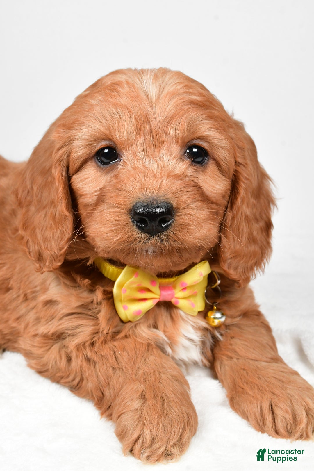 Mini Goldendoodle dogs for sale: Ripley f one b - Ad 5