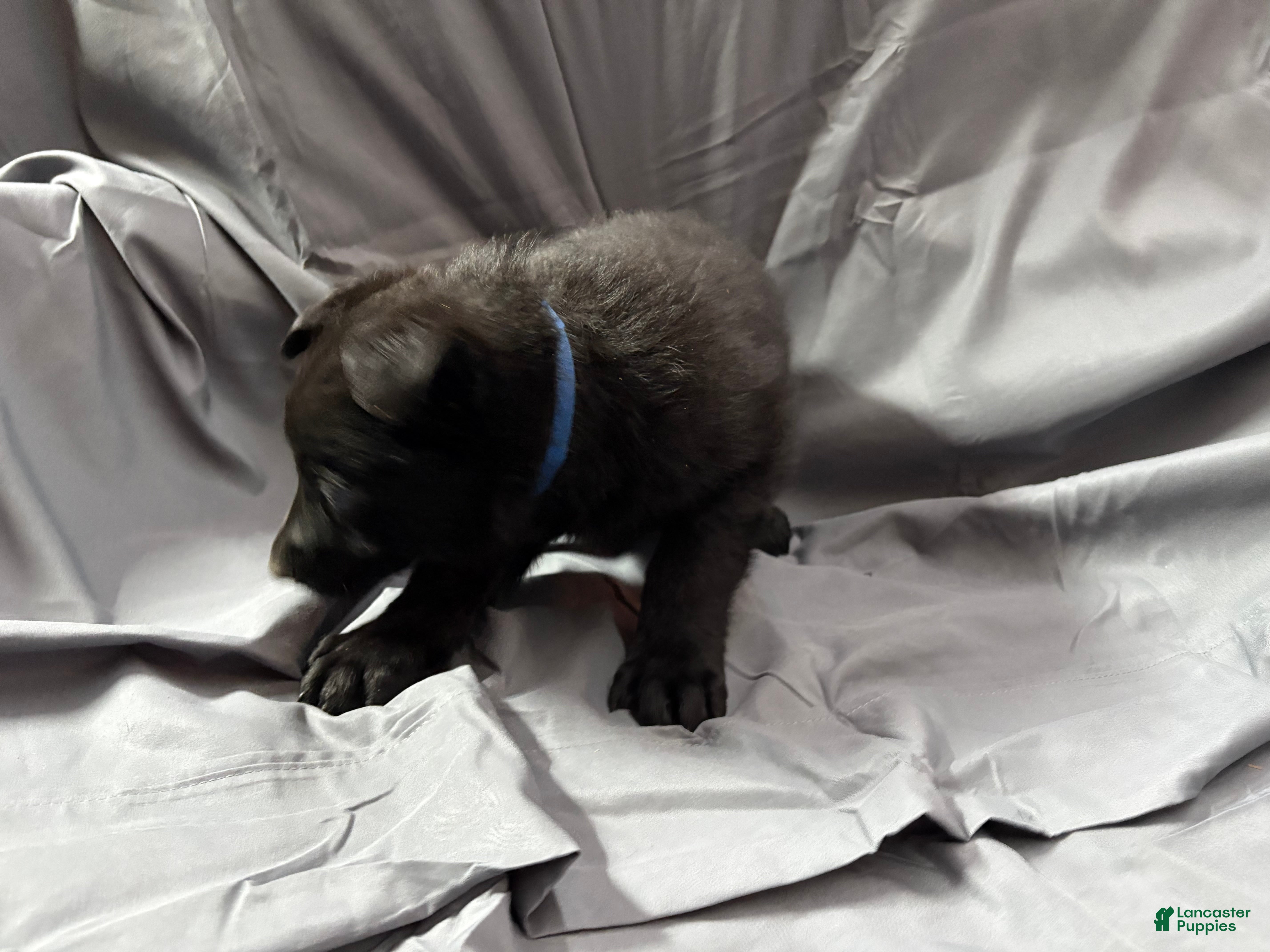 Mixed Breed dogs A Puppy 1 - Ad 2