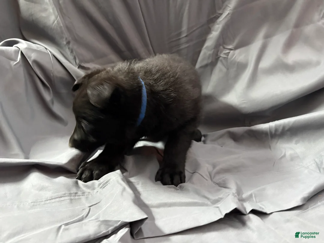 Mixed Breed dogs for sale: A Puppy 1 - Ad 1