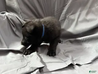 Mixed Breed dogs A Puppy 1 - Ad 2