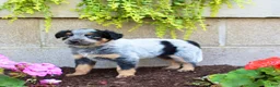 Australian Cattle Dog dogs for sale: Bella - Ad 5
