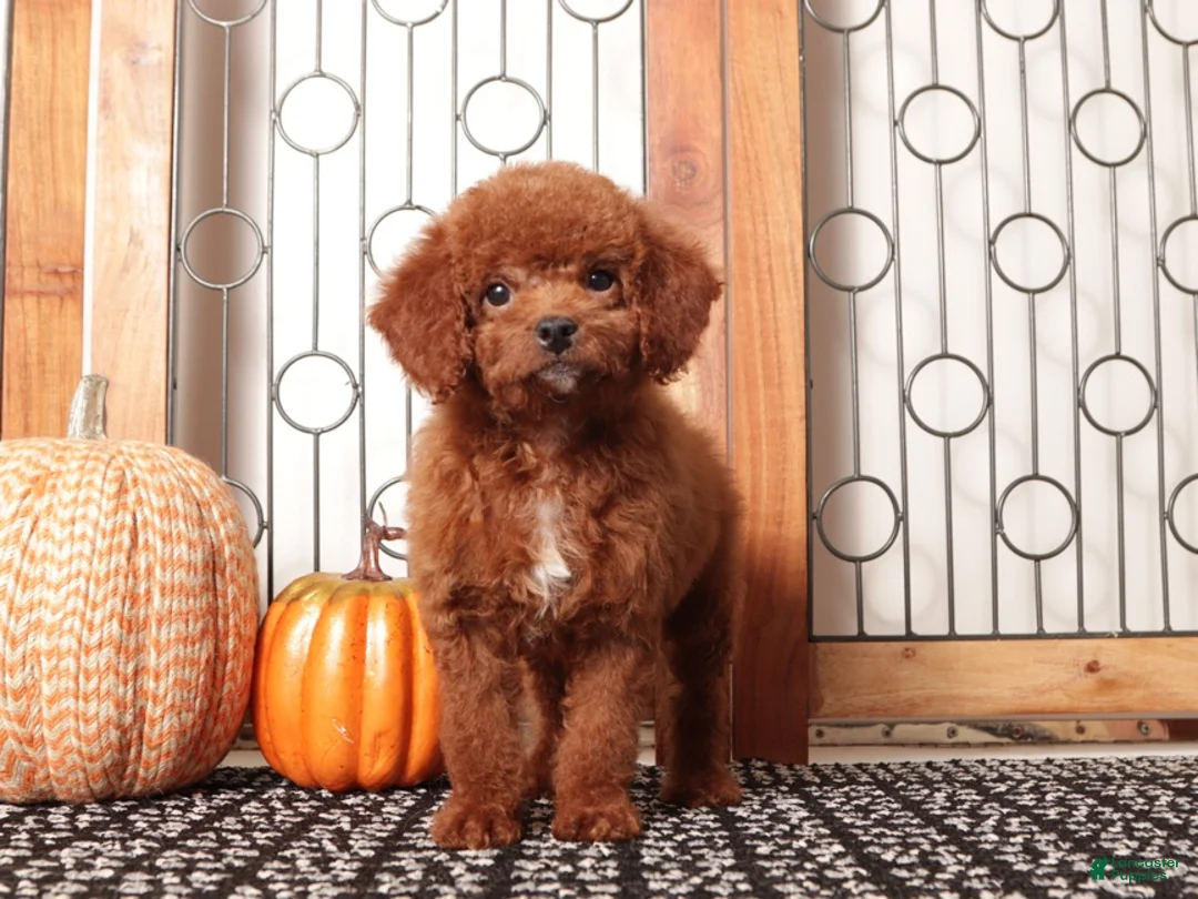 Mini Goldendoodle dogs for sale: Bonny - F1B Female Mini Goldendoodle  - Ad 2