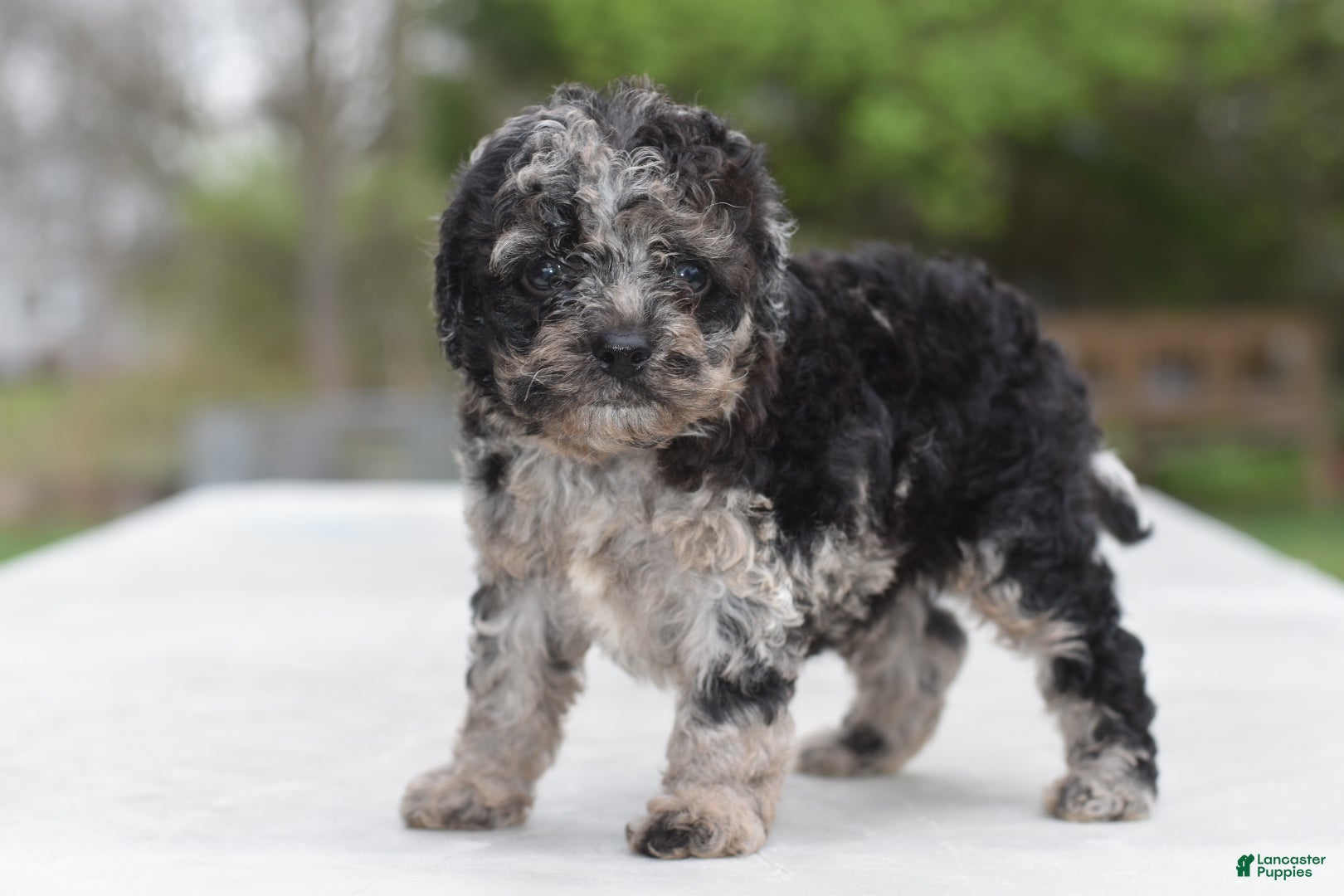 Cockapoo dogs Bentley f1b - Ad 1