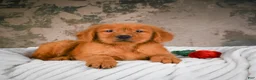 Golden Retriever dogs for sale: Bruno - Ad 3