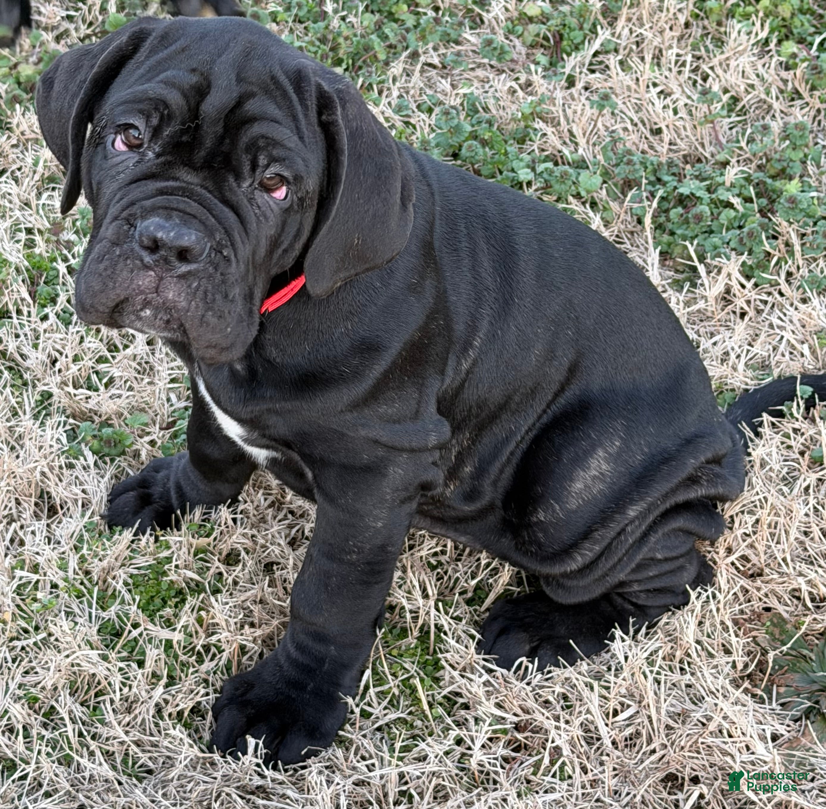 Neapolitan Mastiff dogs Neapolitan Mastiff Puppy 2 - Ad 1