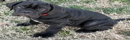 Neapolitan Mastiff dogs for sale: Neapolitan Mastiff Puppy 2 - Ad 1