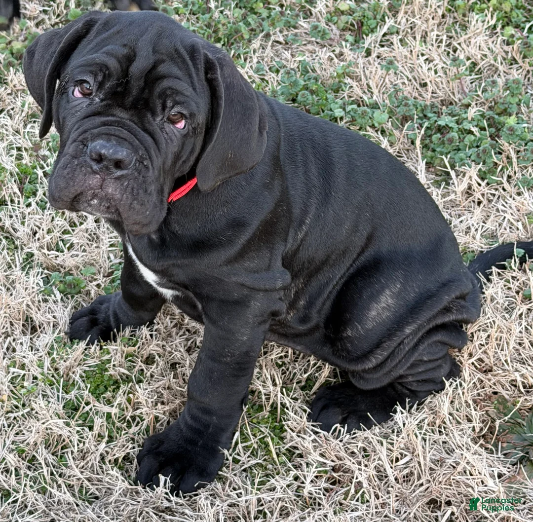 Neapolitan Mastiff dogs for sale: Neapolitan Mastiff Puppy 2 - Ad 1