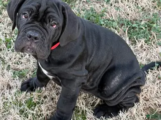Neapolitan Mastiff dogs for sale: Neapolitan Mastiff Puppy 2 - Ad 1