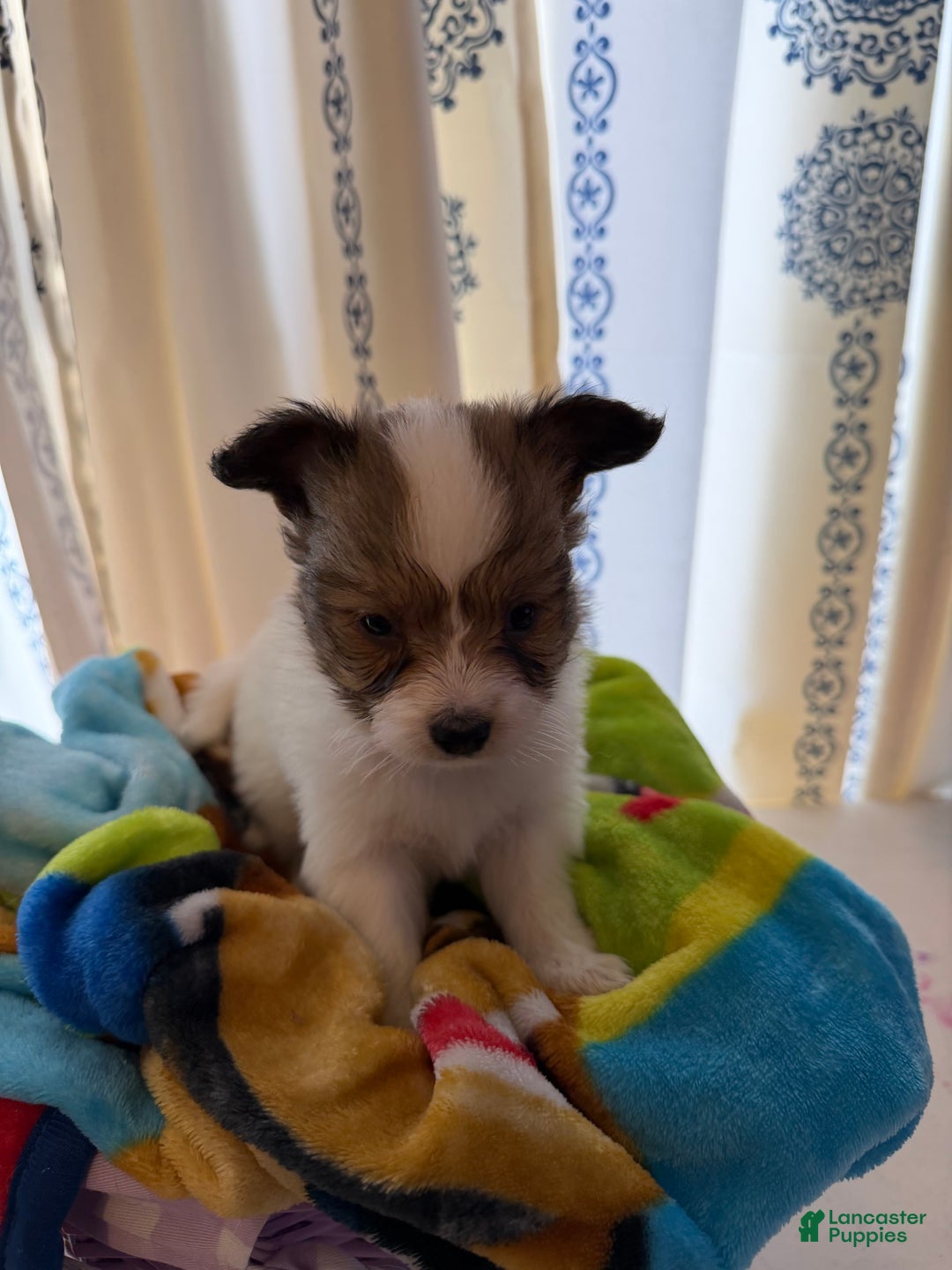 Papillon dogs for sale: Papillon Puppy 1 - Ad 1