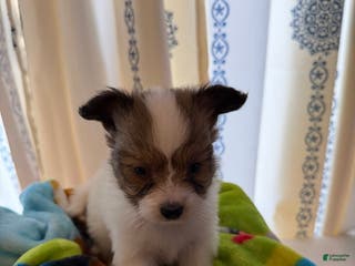 Papillon dogs Papillon Puppy 1 - Ad 11