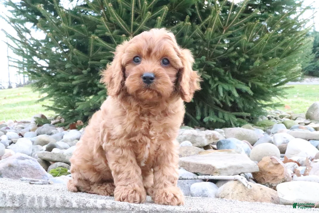 Cavapoo dogs for sale: Cooper - Ad 8