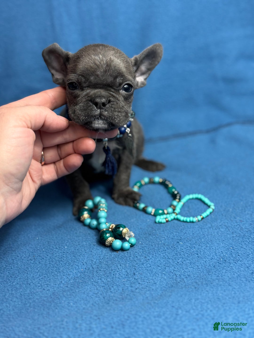 French Bulldog dogs for sale: Cookie - Ad 2