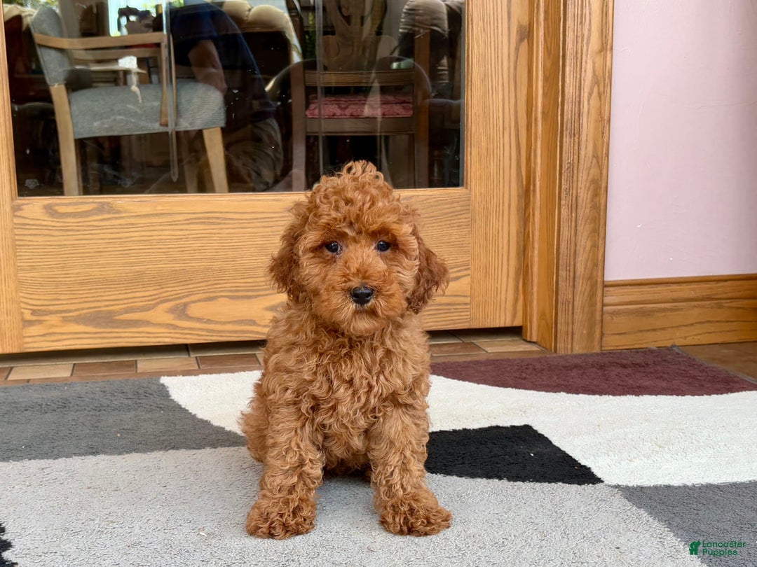 Cockapoo dogs for sale: Curtis - Ad 10