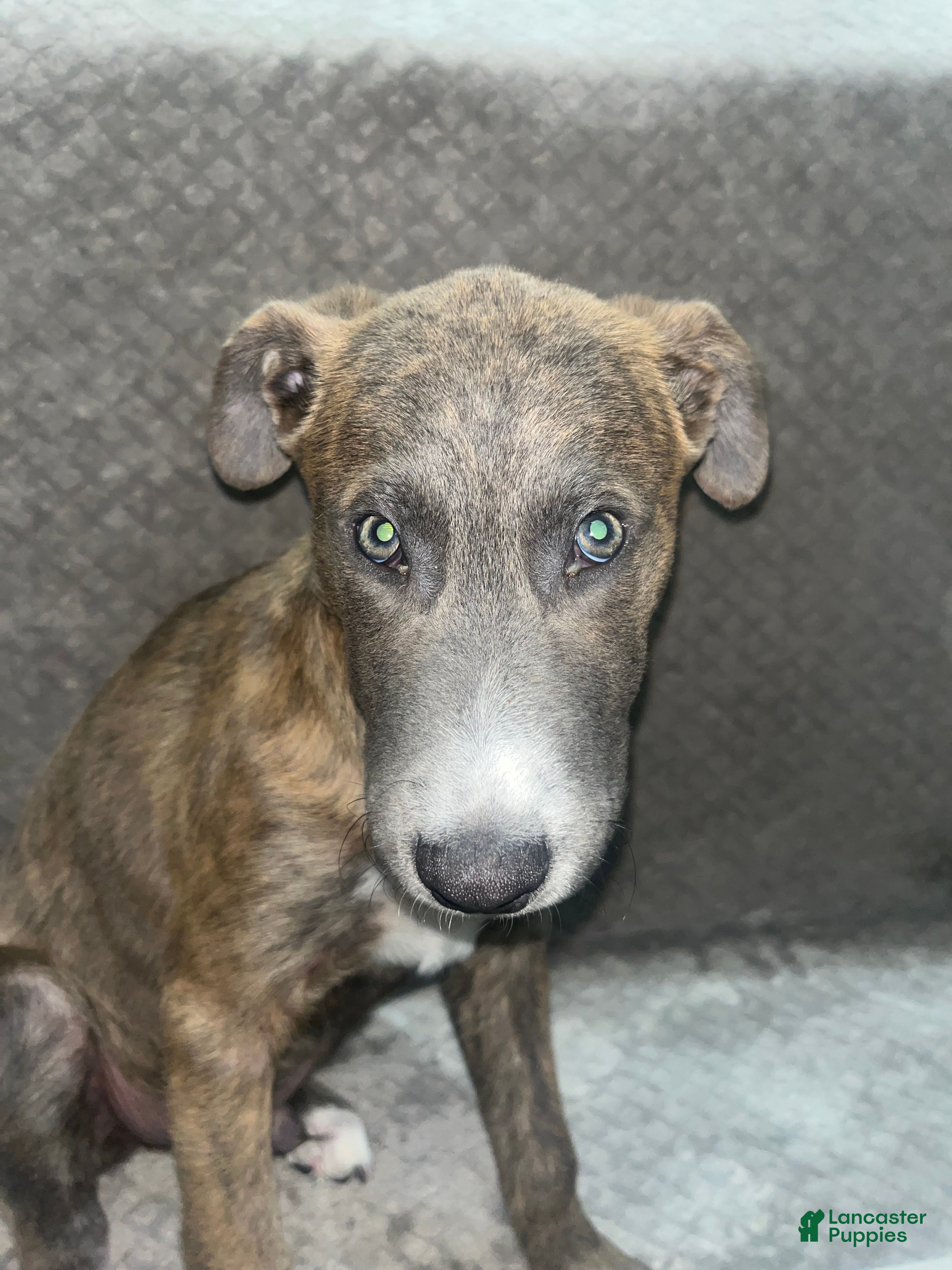 Mixed Breed dogs Zeus - Ad 7