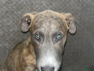 Mixed Breed dogs Zeus - Ad 8