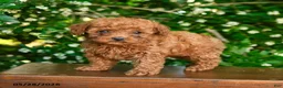 Toy Poodle dogs for sale: Spirit - Ad 4