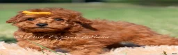 Toy Poodle dogs for sale: Mason AKC - Ad 3