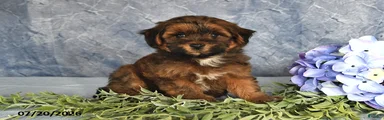 Brownie