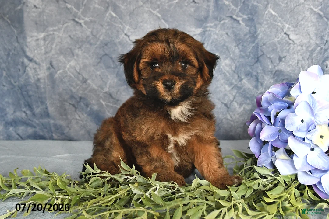 Havapoo dogs for sale: Brownie - Ad 1
