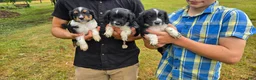 Mixed Breed dogs for sale: Pepper - Ad 4
