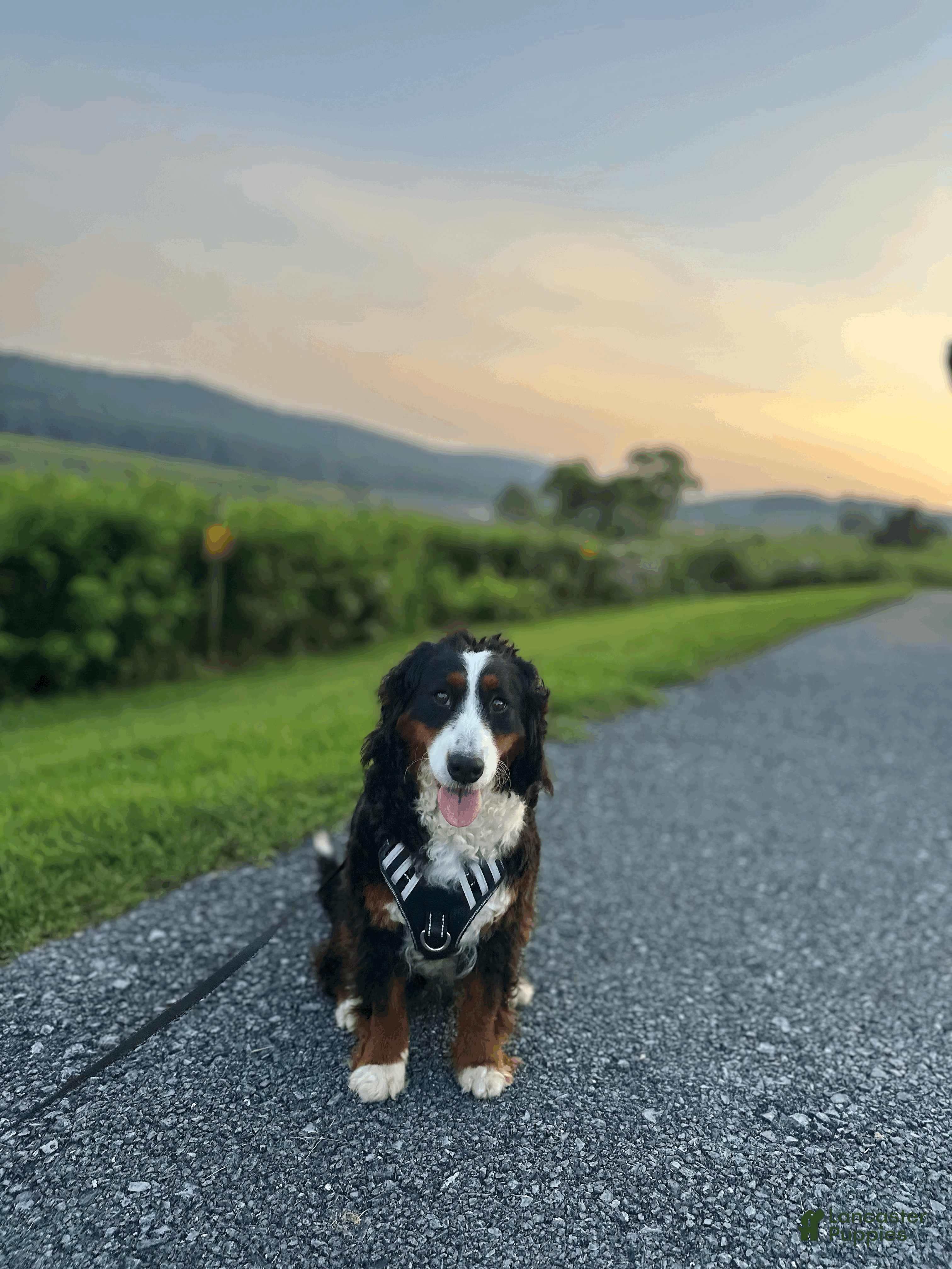 Mini Bernedoodle dogs Everest - Ad 2