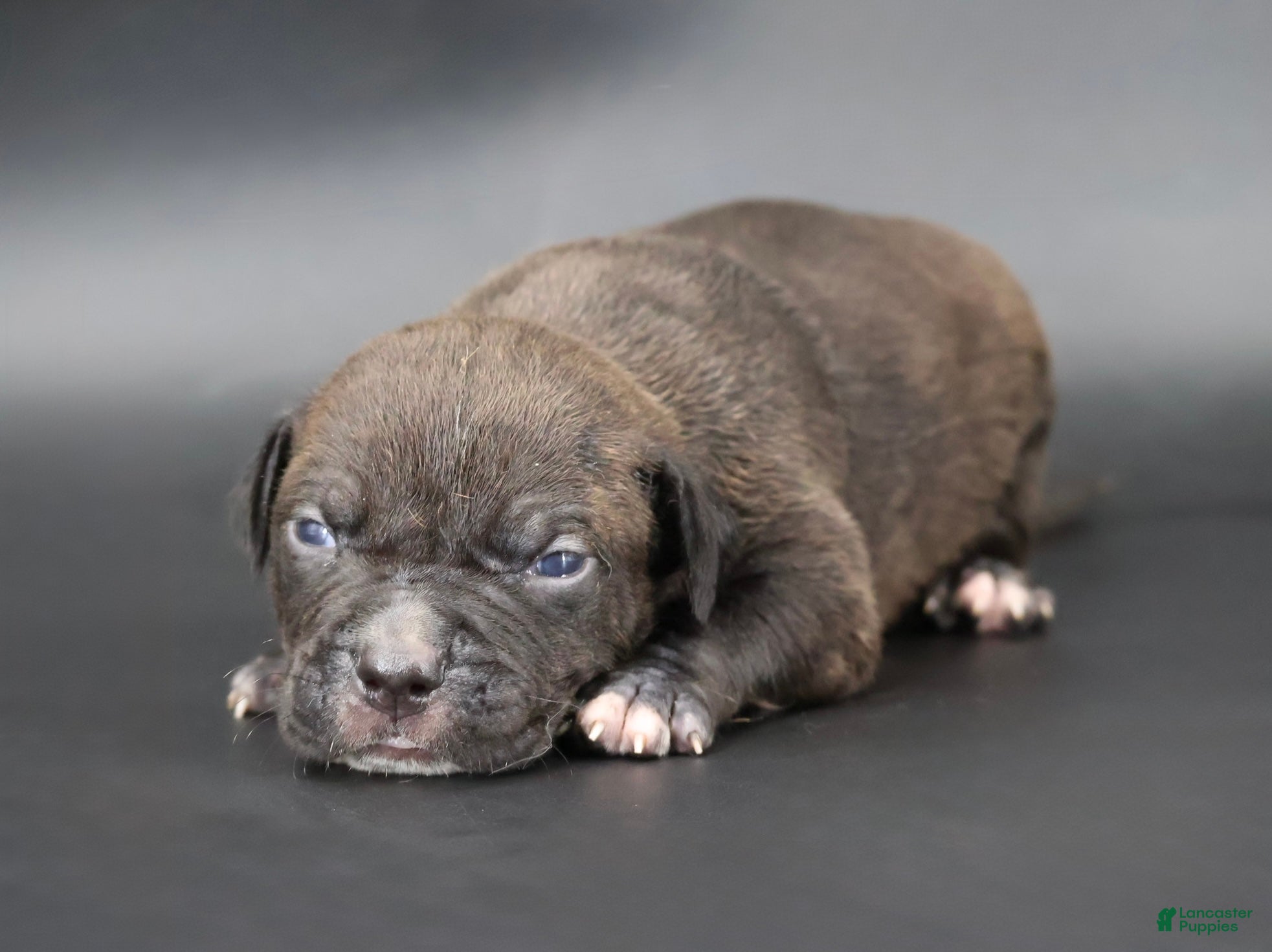 American Bully dogs Osiris - XL - ABKC - Ad 1