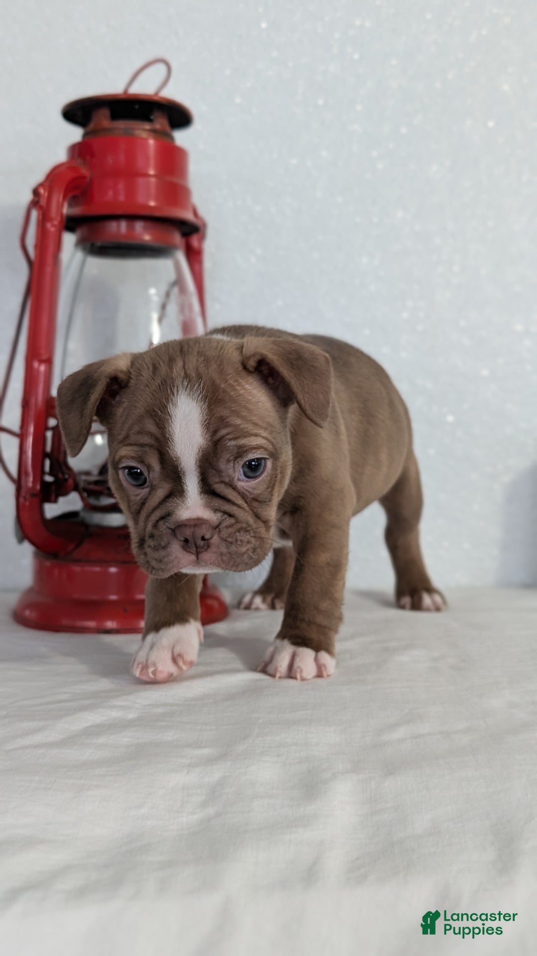 Frenchton dogs for sale: Luna - Ad 6