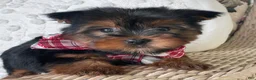 Yorkshire Terrier dogs for sale: Scooby - Ad 1