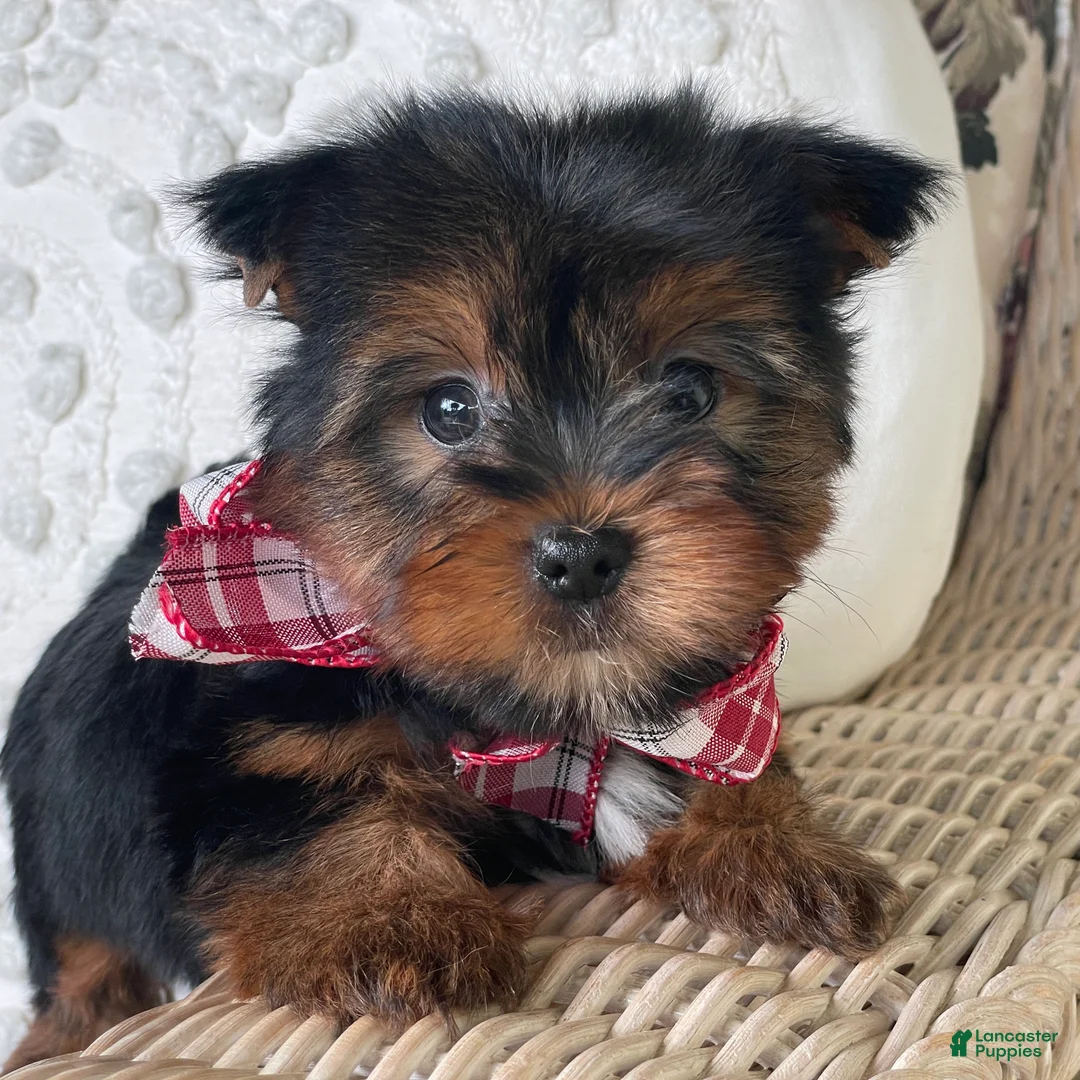 Yorkshire Terrier dogs for sale: Scooby - Ad 1