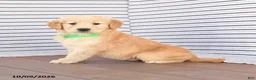 Golden Retriever dogs for sale: Jasper - Ad 3