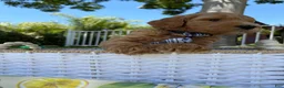 Goldendoodle dogs for sale: Potato - Ad 4