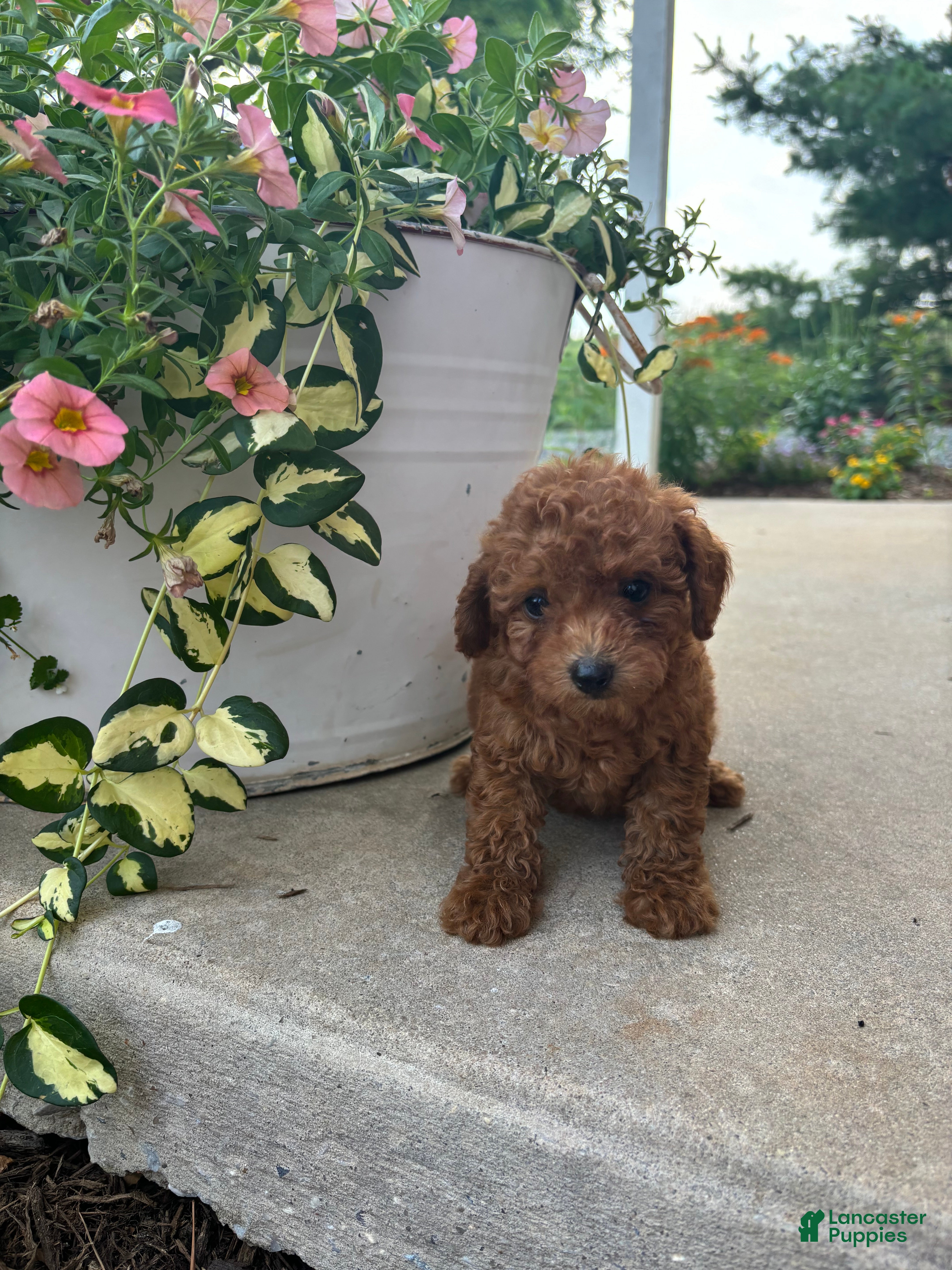 Bichpoo dogs Dixie  - Ad 1