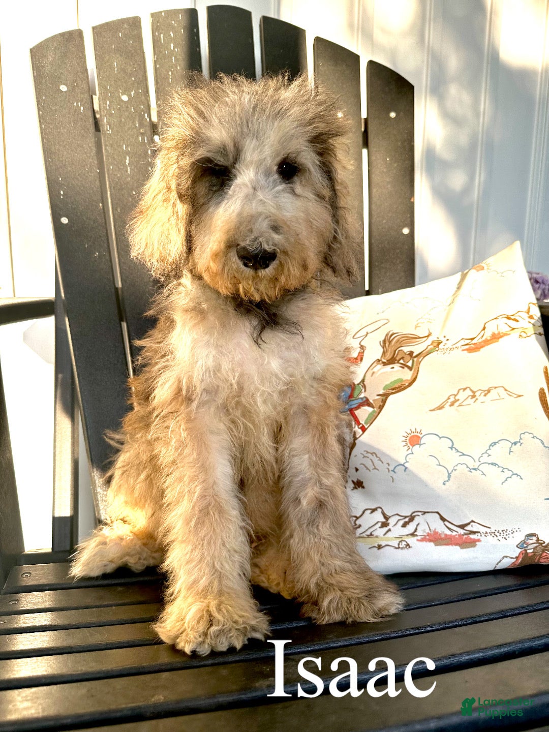 Standard Poodle dogs Isaac - Ad 1