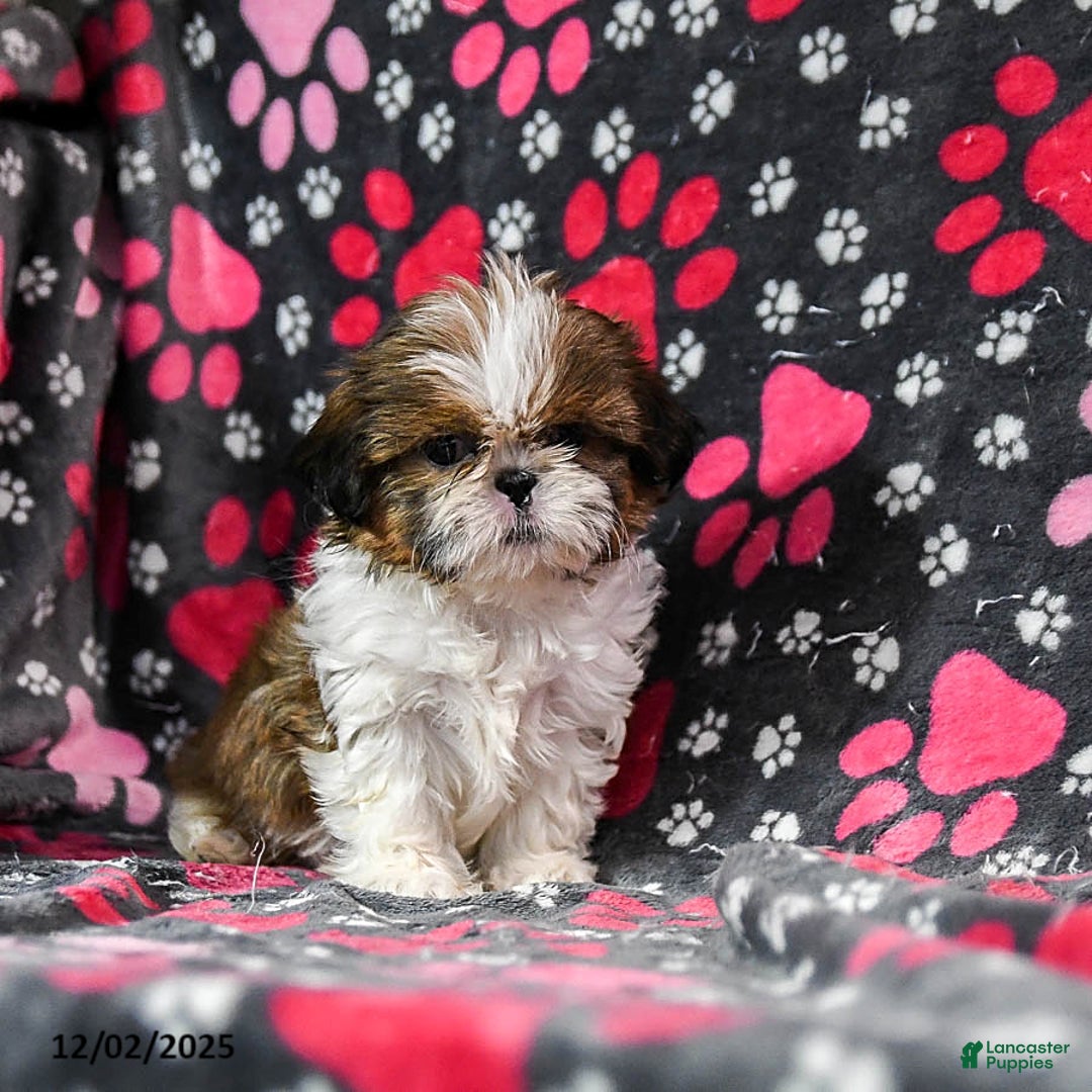 Shih Tzu dogs for sale: Oaklee - Ad 2