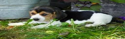 Beagle dogs for sale: Otis - Ad 15