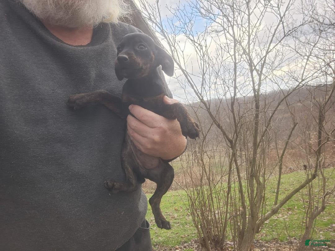 Miniature Pinscher dogs Daisy - Ad 11