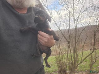 Miniature Pinscher dogs Daisy - Ad 16