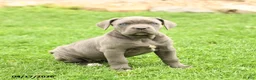 Cane Corso dogs for sale: Sapphire - Ad 4