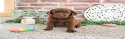 Labrador Retriever dogs for sale: Lillian - Ad 3