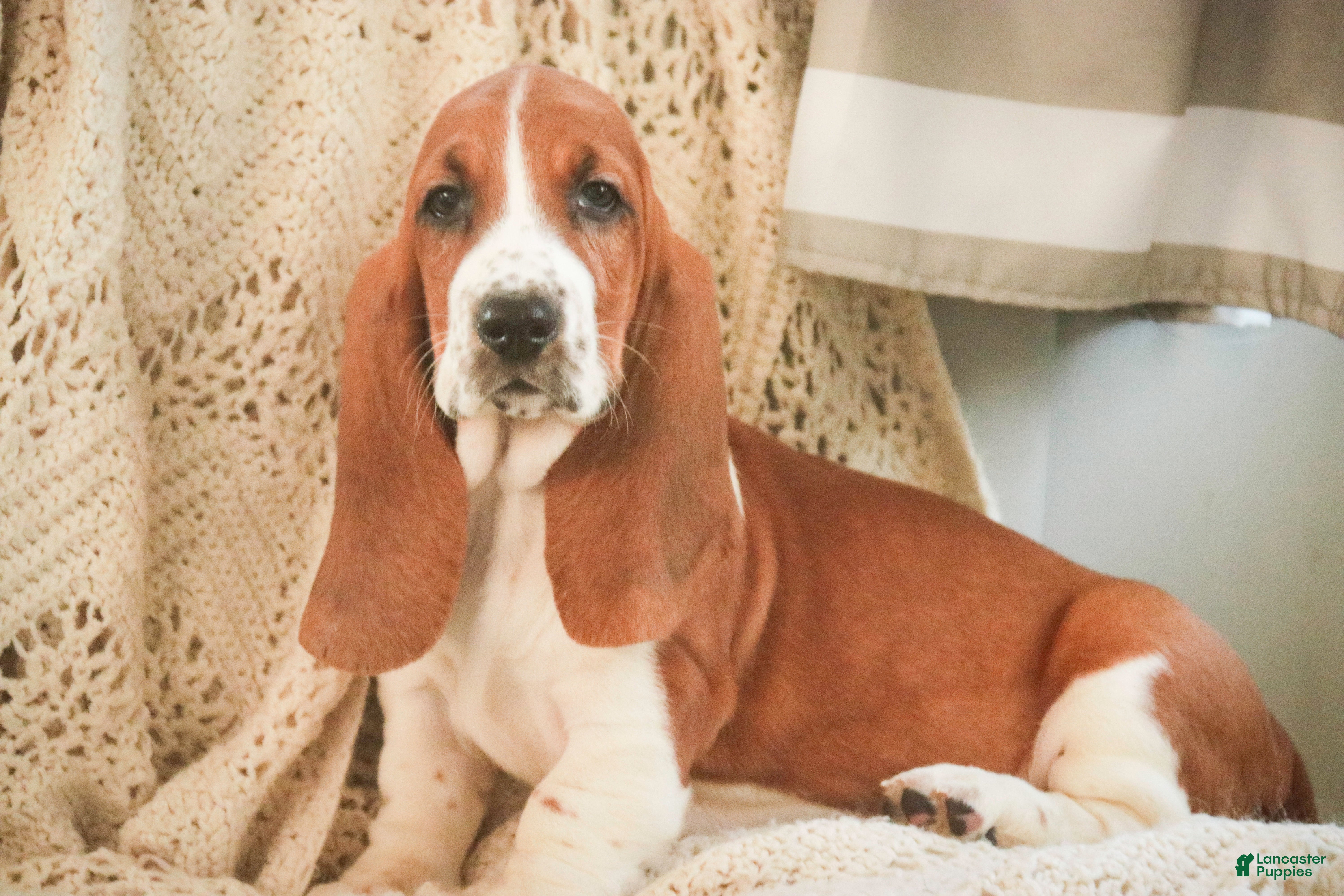 Basset Hound dogs Anya - Ad 2