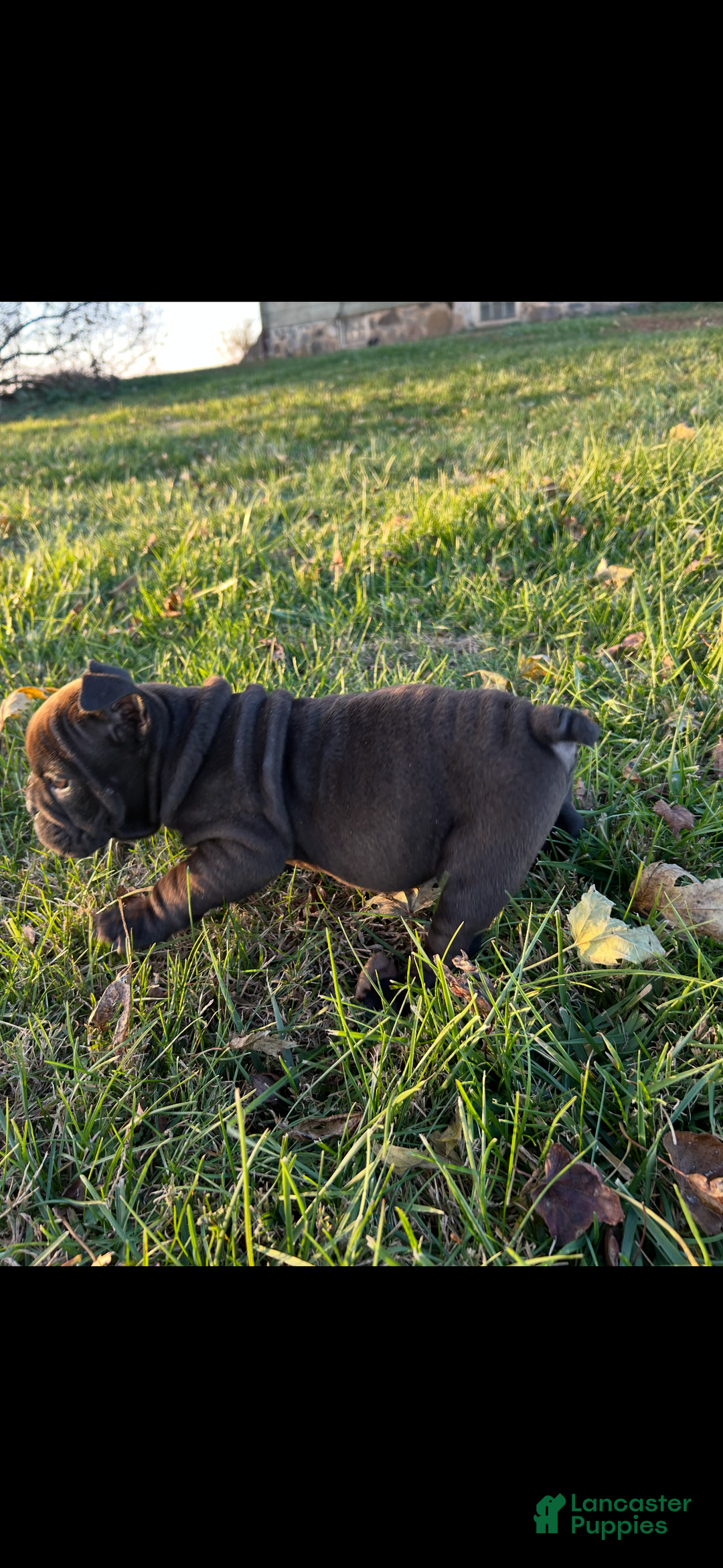 English Bulldog dogs for sale: Lucy - Ad 27