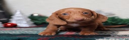 Dachshund dogs for sale: Fritz  - Ad 5