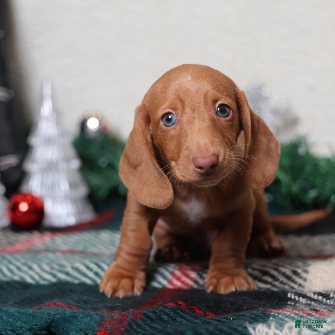 Dachshund dogs for sale: Fritz  - Ad 5