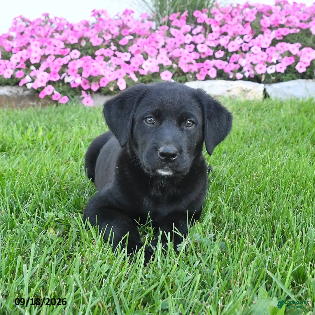 Mixed Breed dogs for sale: Bowwow - Ad 3